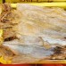 Dried Cuttlefish (鱿鱼) Large - De Cheng