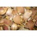 Garlic Clove, Fresh