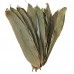Bamboo Leaves Dried Selected (10cm) - Bee's Brand