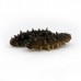 Sea Cucumber, Japanese, Large