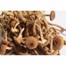 Poplar Mushroom - NE Tiger