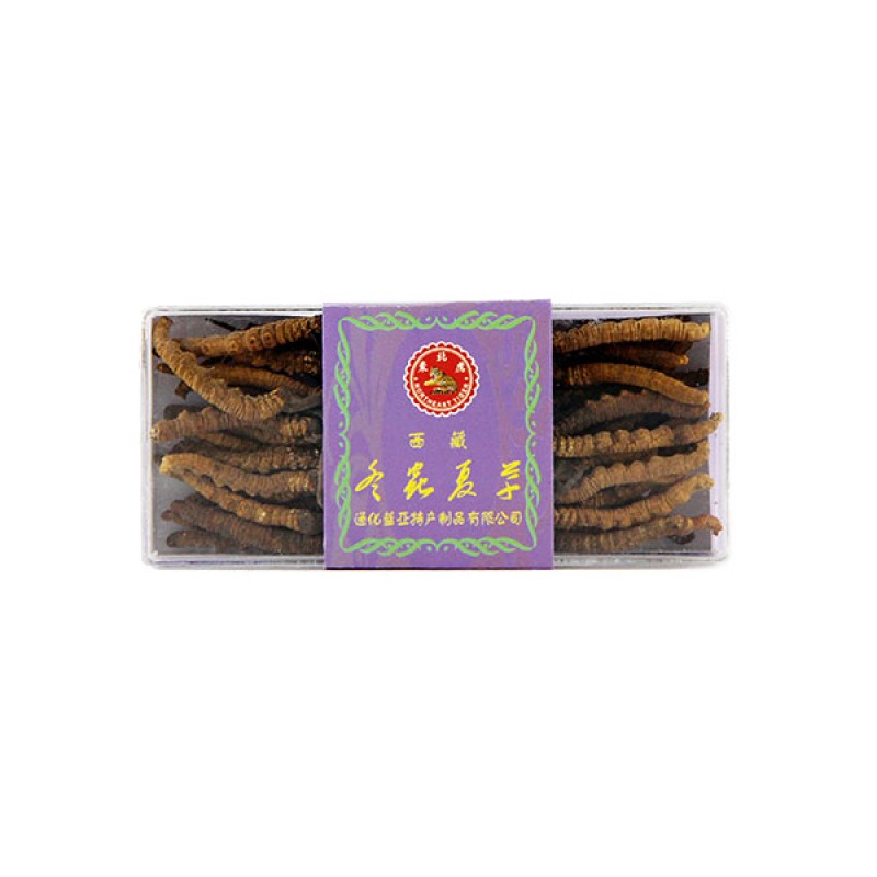 Tibetan Cordyceps (西藏冬虫夏草) - NE Tiger