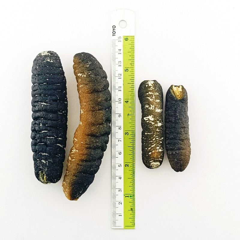 Premium Sandfish Dried Sea Cucumber (秃参)