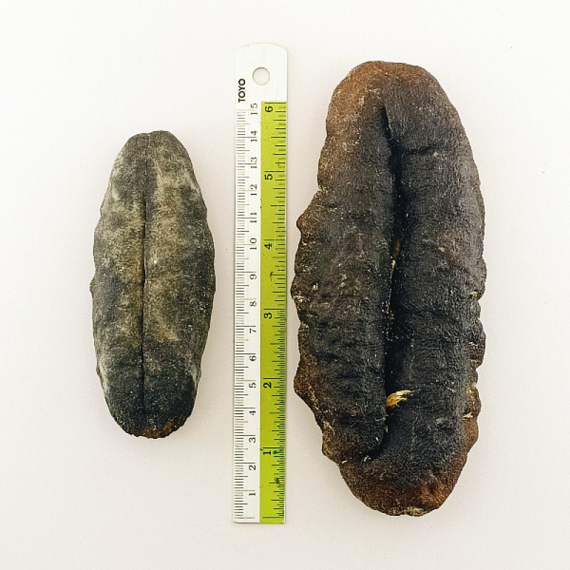 Premium White Teat Dried Sea Cucumber (猪母参)